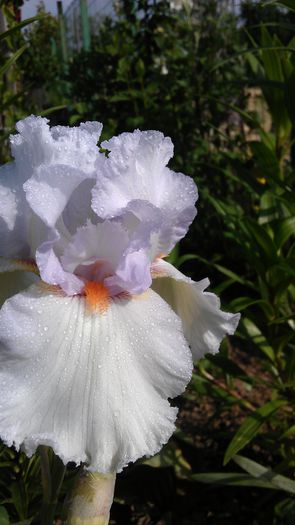 IMAG0947 - iris 2014