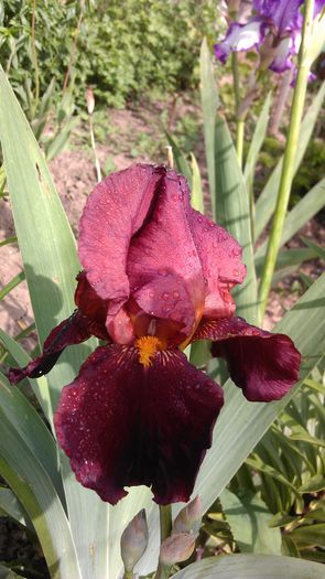 IMAG0950 - iris 2014