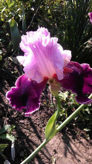 IMAG0927 - iris 2014