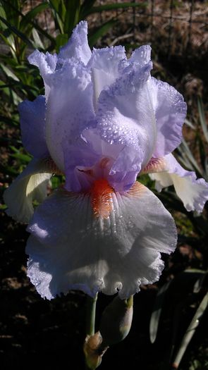 IMAG0929 - iris 2014