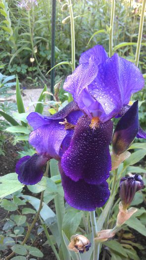 IMAG0930 - iris 2014