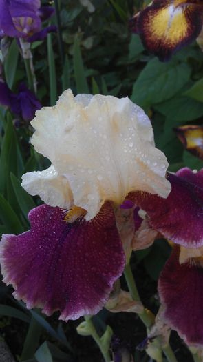 IMAG0934 - iris 2014