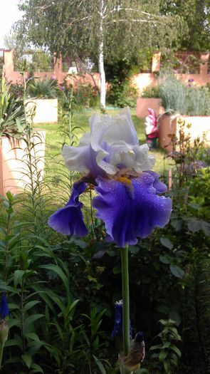 IMAG0954 - iris 2014