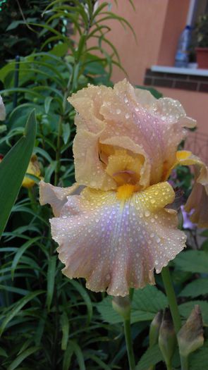 IMAG0993 - iris 2014