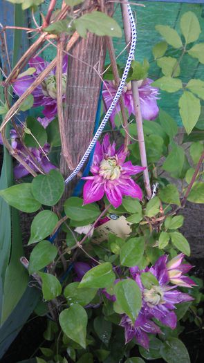 IMAG0746 - clematite 2014