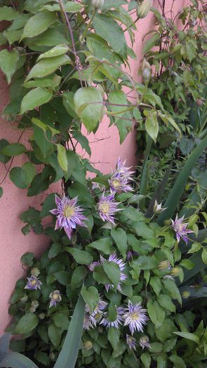 IMAG0767 - clematite 2014