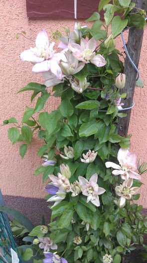 IMAG0768 - clematite 2014