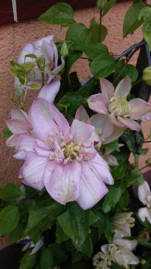 IMAG0769 - clematite 2014