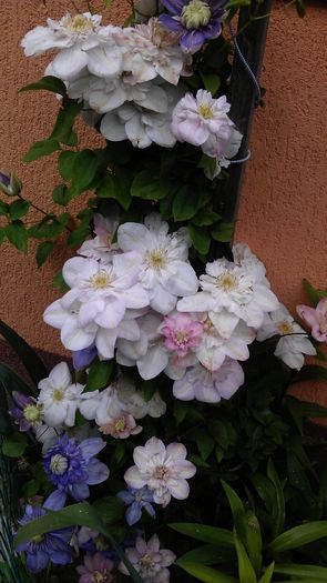 IMAG0809 - clematite 2014