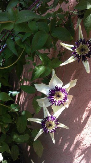 IMAG0999 - clematite 2014