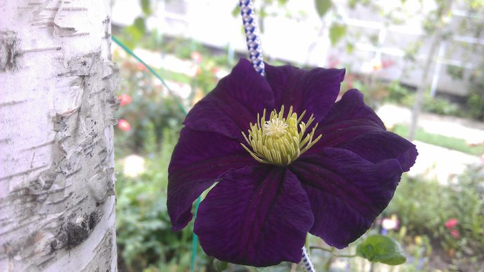 IMAG1020 - clematite 2014