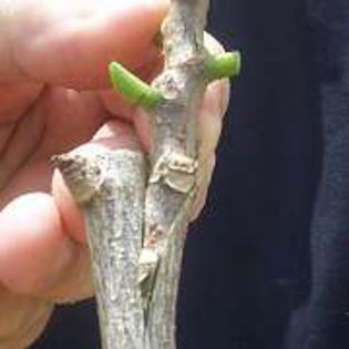 Alinierea si alipirea corecta - Side Graft