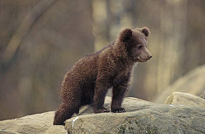 Ursul brun; in padurile de la Groșii Țibleșului
