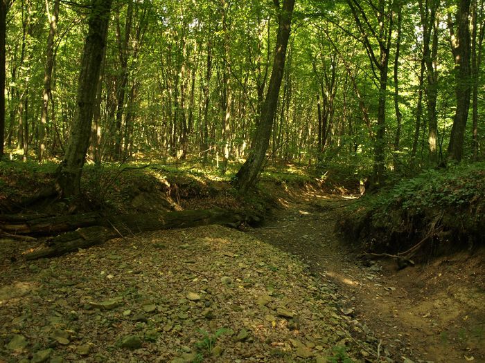 Pădurea din Groşii Ţibleşului; pădure virgină şi seculară de fag,viitor patrimoniu UNESCO
