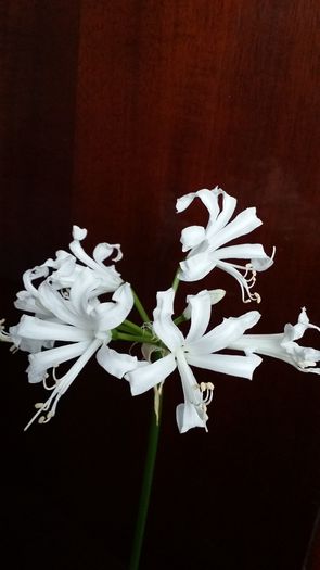 20141014_114446 - Amaryllis 2014