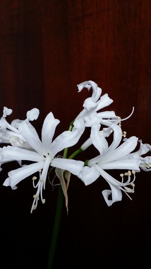 20141014_114320 - Amaryllis 2014