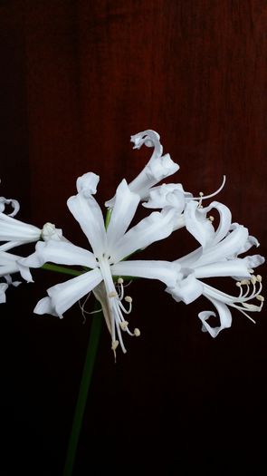 20141014_114253 - Amaryllis 2014