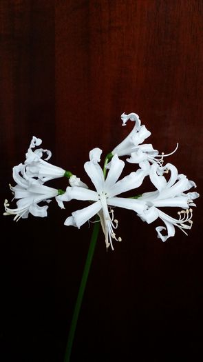 20141014_114236 - Amaryllis 2014