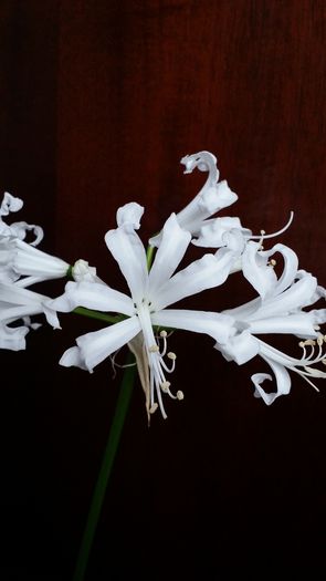 20141014_114212 - Amaryllis 2014