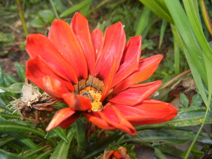 Gazania_Treasure Flower (2014, Sep.25) - GAZANIA_Treasure Flower