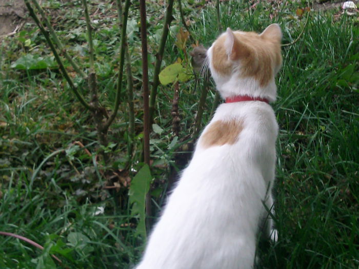 Sasha vanator dibaci