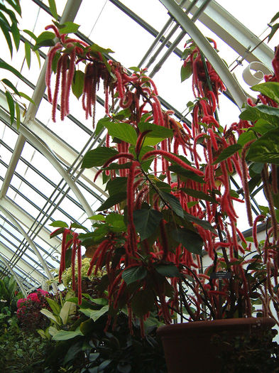 acalypha hispida