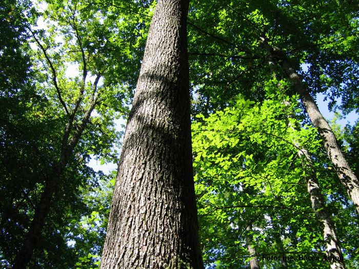 Pădurea Ronişoara; Rezervaţia naturală din Rona de Sus este constituită din arborete de gorun.Fauna este reprezentată prin: cerb – Cervus elaphus, căprior – Capreolus capreolus şi mistreţ – Sus scrofa.
