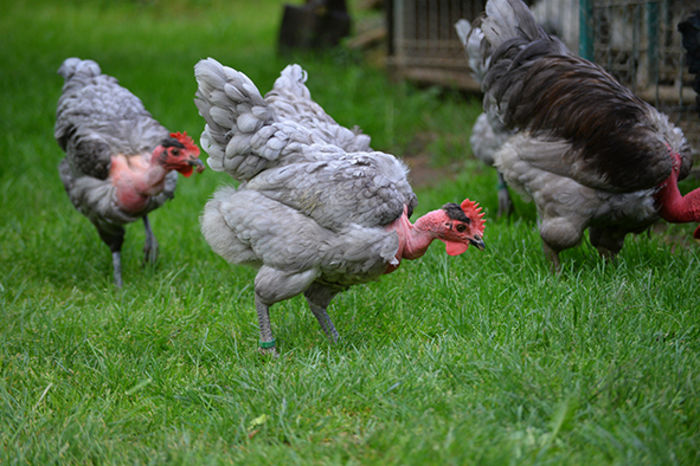 gat golas albastru (8)a; gat golas albastru 2013
