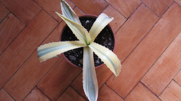 Agave americana  australian opal; A MURIT
