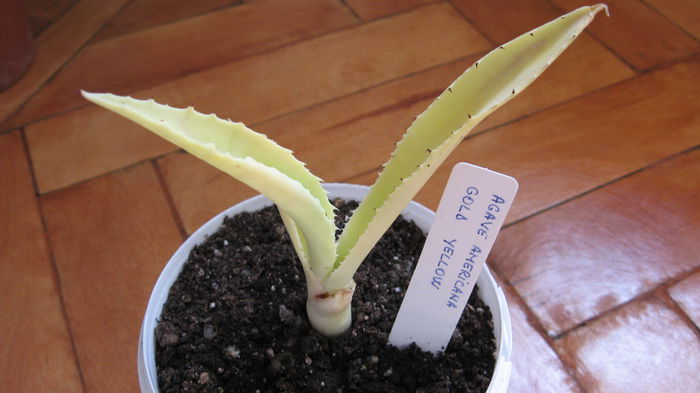 Agave  americana gold; A MURIT
