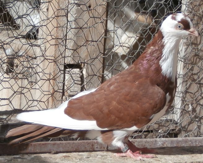 Dat in Timisoara la Vasile