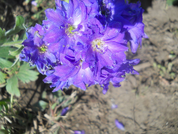 15.10 - gradina flori 2014-2