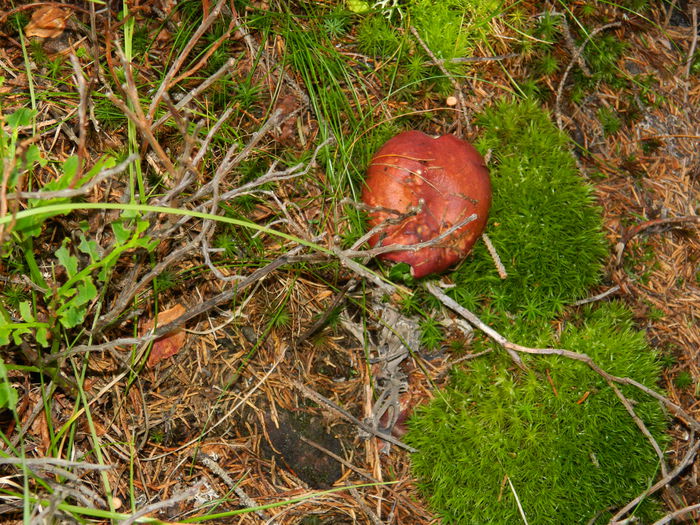 DSCN9729 - PARANG_7_2014