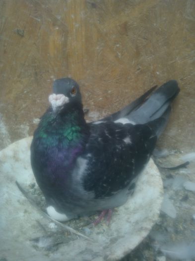 WP_000005; M.2008.RO
