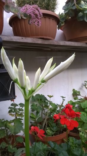 WP_20141014_16_00_19_Pro