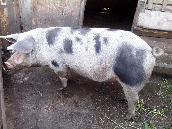 Porci de vanzare.