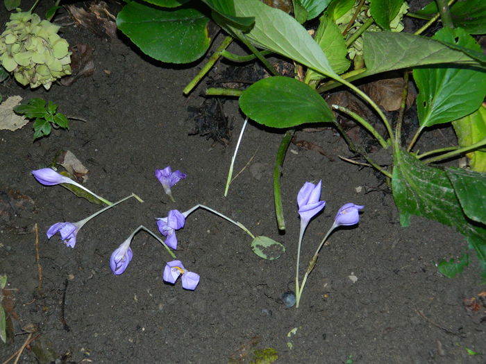 DSCN0933