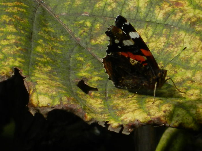 DSCN0953