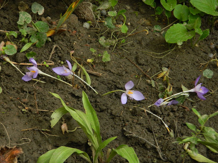 DSCN0968