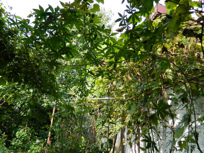 DSCN0993 passiflora fara flori - OCTOMBRIE_2014
