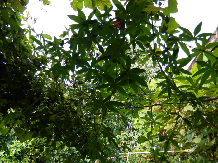 DSCN0994 - OCTOMBRIE_2014