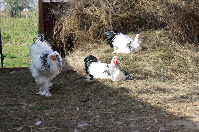 279 - TINERET 2014