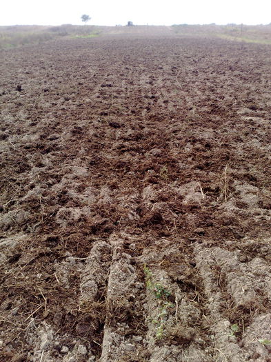 020120071329 - legumicultura --ocupatia mea