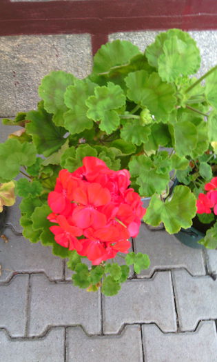 IMG_20141014_172409