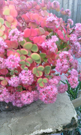 IMG_20141014_172508 - CACTUSI si SUCULENTE