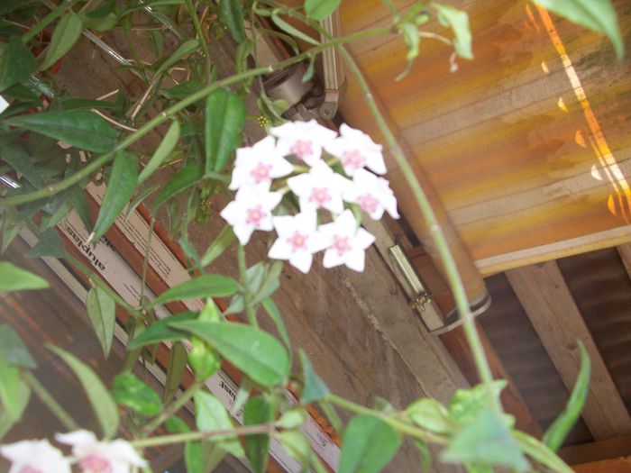 100_8112 - flori
