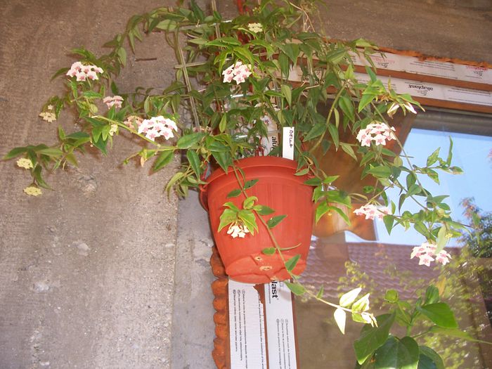 hoya bella - flori