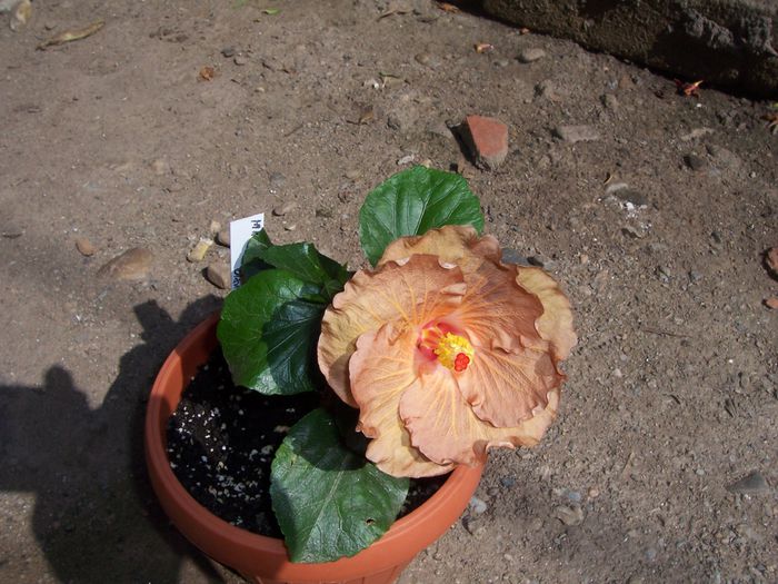 mahogany star - flori