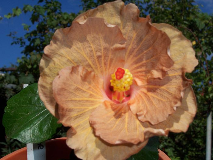 mahogany star - flori