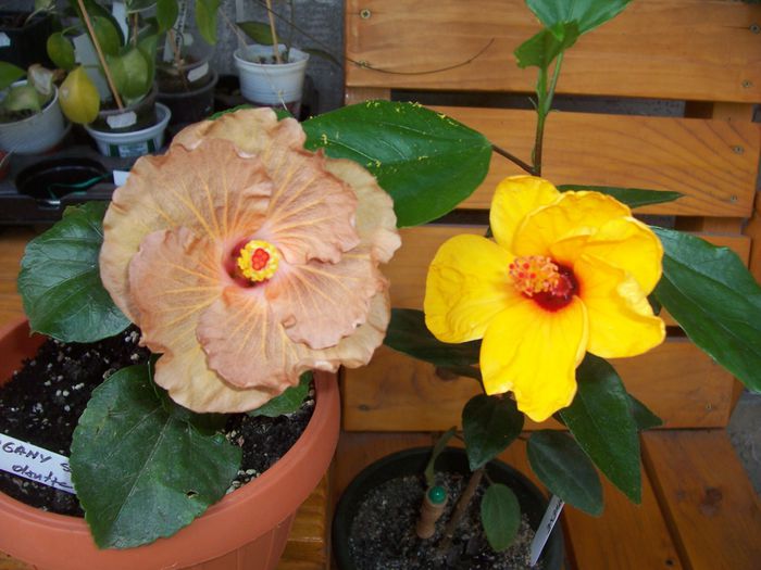 mahogany star si athene - flori